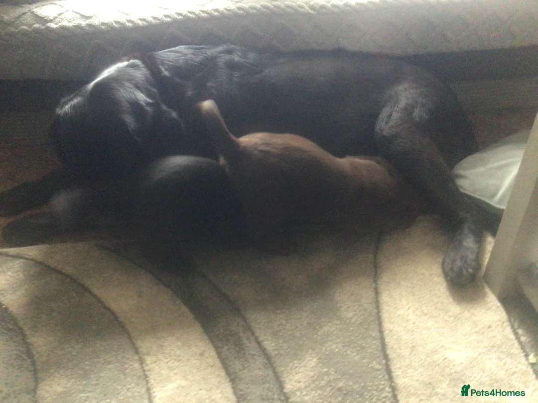 Labrador Retriever dogs for sale: Two females Labrador retriever puppies in Caldicot - Advert 5