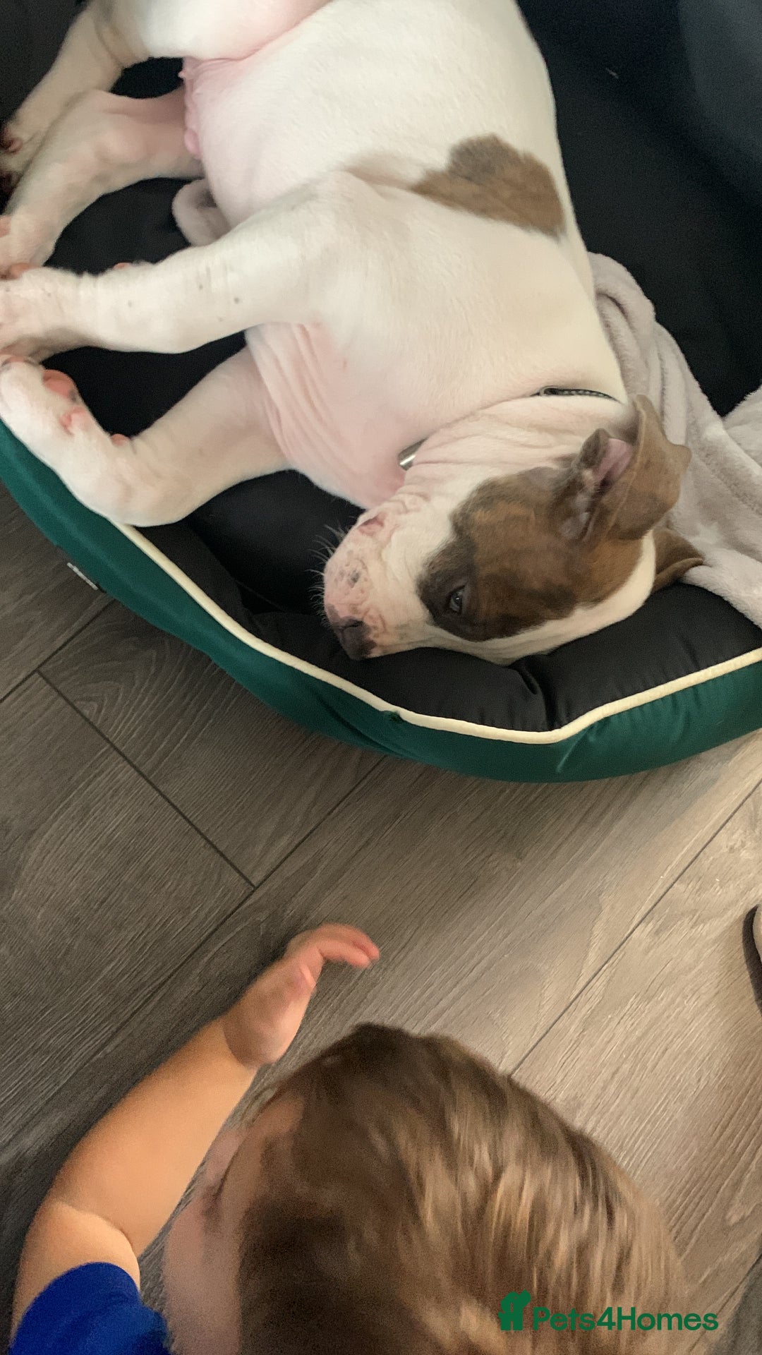 Staffordshire Bull Terrier dogs for sale: Staffordshire  - Image 11