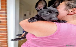 Belgian Shepherd Dog dogs for sale: BELGIAN MALINOIS PUPPIES  - Image 2