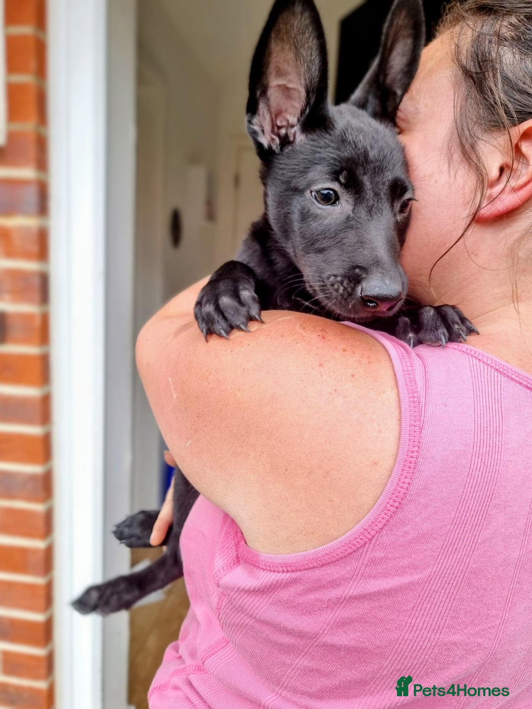 Belgian Shepherd Dog dogs for sale: BELGIAN MALINOIS PUPPIES  - Image 2