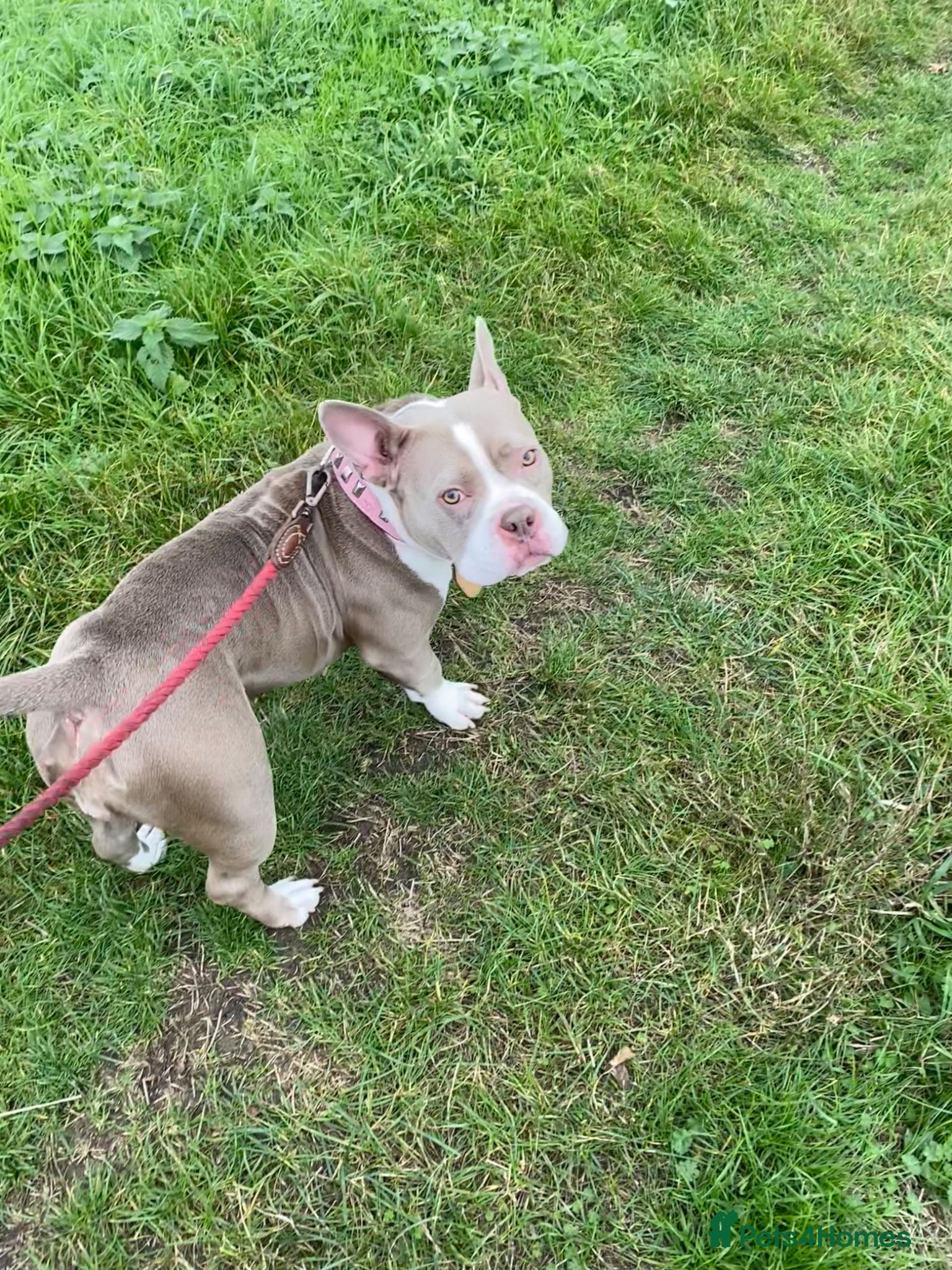 Mixed Breed dogs Frenchie x pocket bully x old English bulldog - Advert 17