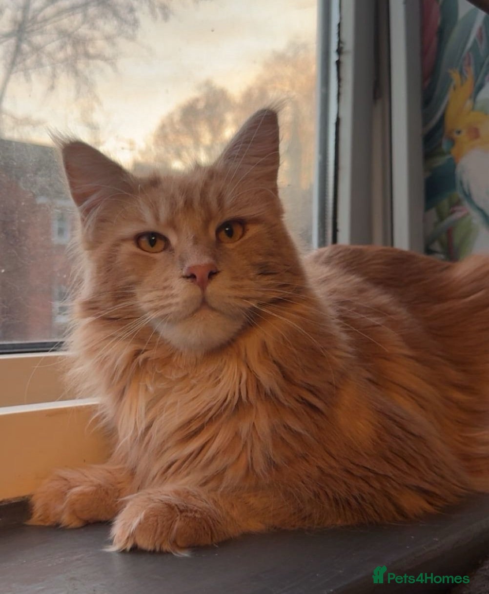 Maine Coon cats Proven XL Russian cream tabby for stud - Advert 8