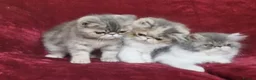 Exotic cats for sale: Stunning exotic/persian kittens - Advert 4