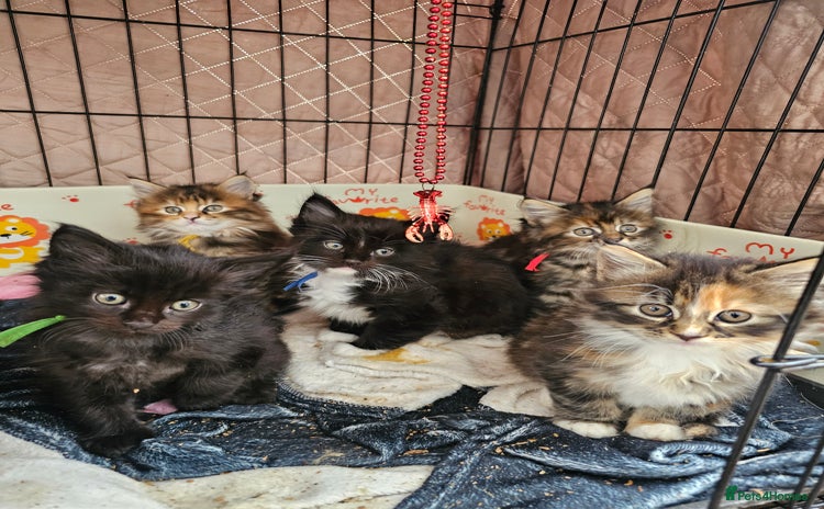 Maine Coon cats - Advert 5
