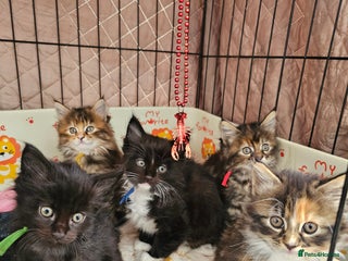 Maine Coon cats - Advert 1