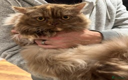 British Shorthair cats for sale: Chocolate and Red British Shorthair and Longhair - Image 21