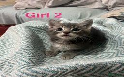 Mixed Breed cats for sale: 🐱 Gorgeous Kittens For Sale🐱 - Image 9
