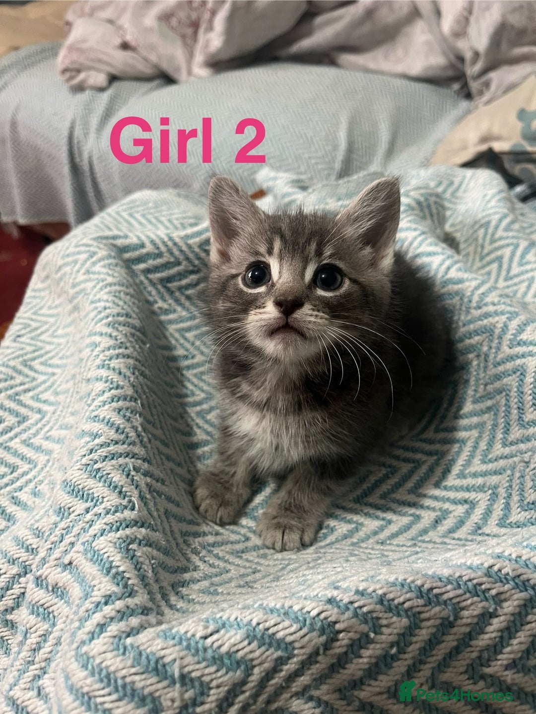 Mixed Breed cats for sale: 🐱 Gorgeous Kittens For Sale🐱 - Image 9