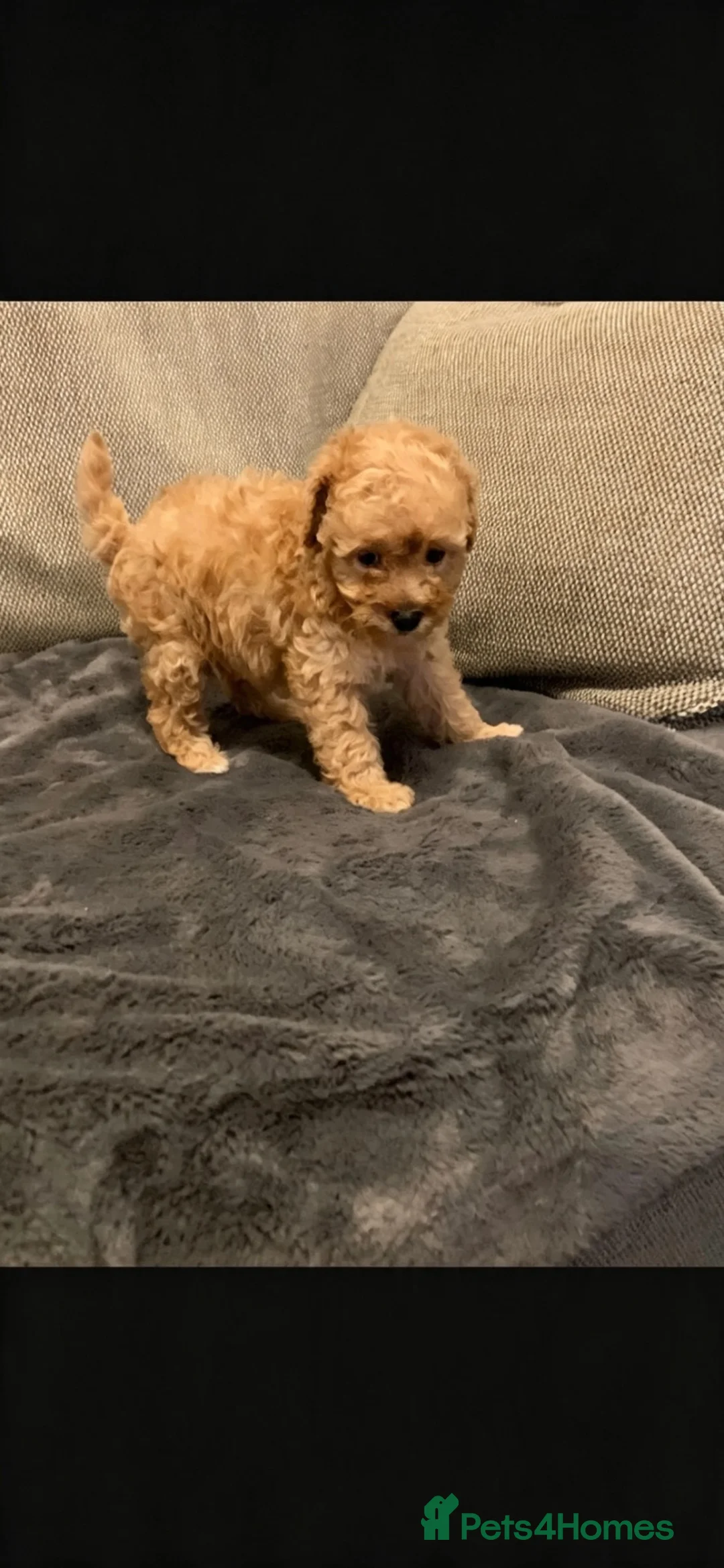 Poochon dogs for sale: Teddy bear poojon in Windsor - Advert 7