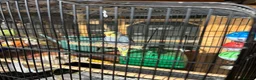 Budgerigars birds for sale: Budgerigar  - Advert 4