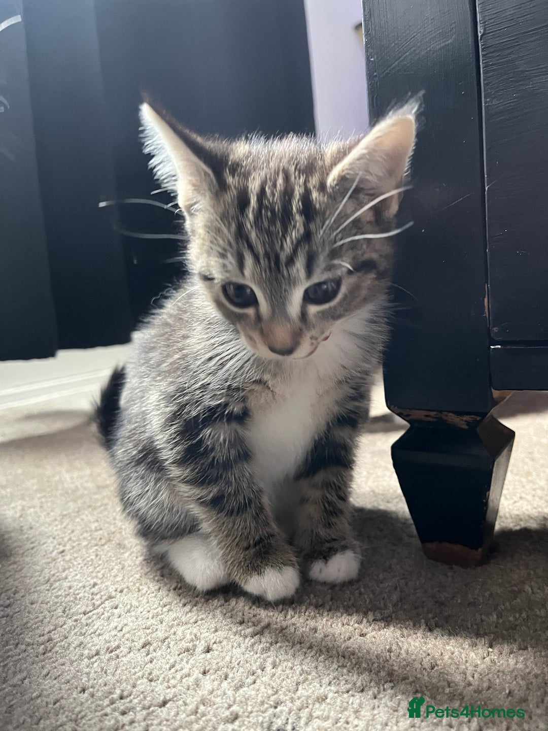 Domestic Shorthair cats for sale: 3 female kittens  - Image 7
