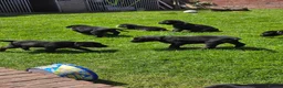 Bernese Mountain Dog dogs for sale: Labernese. F1 - Advert 7