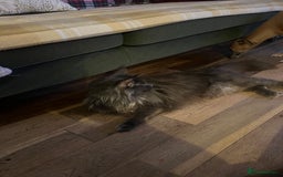 Maine Coon cats for sale: Chunky and fluffy Mainecoon kittens - Image 21