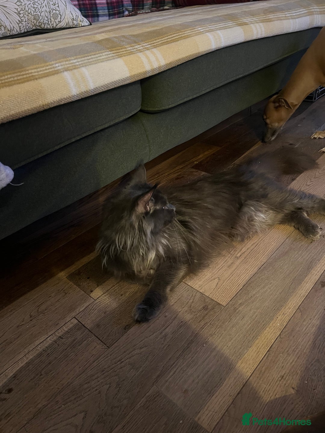 Maine Coon cats for sale: Chunky and fluffy Mainecoon kittens - Image 21