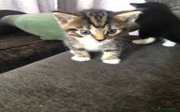 Mixed Breed cats for sale: Kittens for sale - Image 7