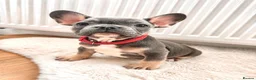French Bulldog dogs for sale: French bulldog Grey Lilac Than  in Walsall - Advert 8
