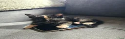 Mixed Breed cats for sale: Fantastic Four - Advert 21