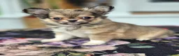 Chihuahua dogs for sale: Amazing Tiny Longcoat Chihuahua Puppies - Advert 6