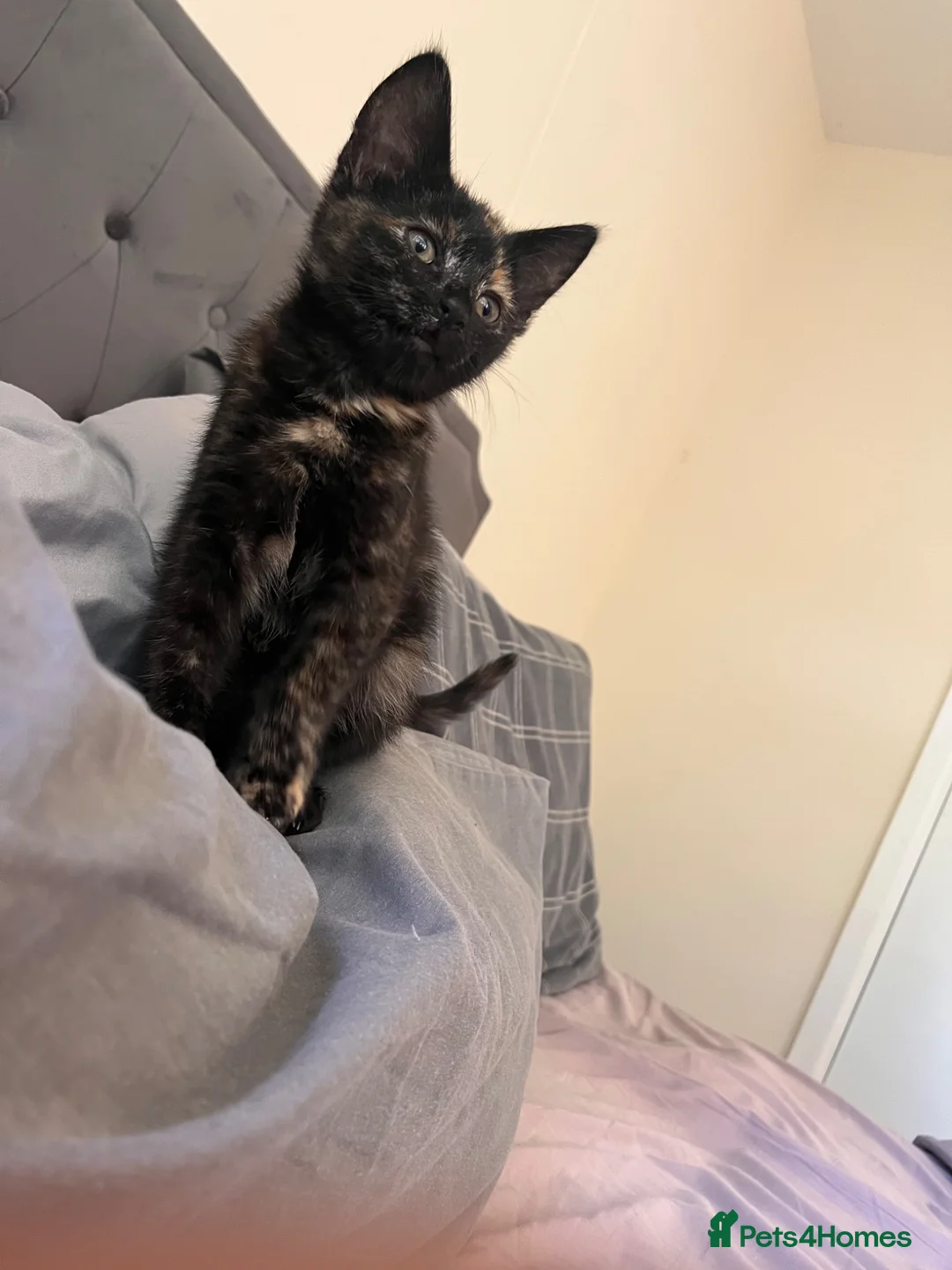 Mixed Breed cats for sale: Female kitten  in Truro - Advert 4