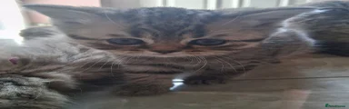 Scottish Fold 2