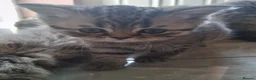 Scottish Fold cats for sale: Scottish fold kittens in Leicester - Advert 7