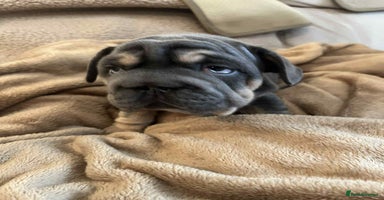 French Bulldog dogs - Advert 1