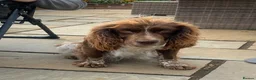 Sprocker dogs for sale: F1B litter of 8 cocker spaniels  - Advert 16