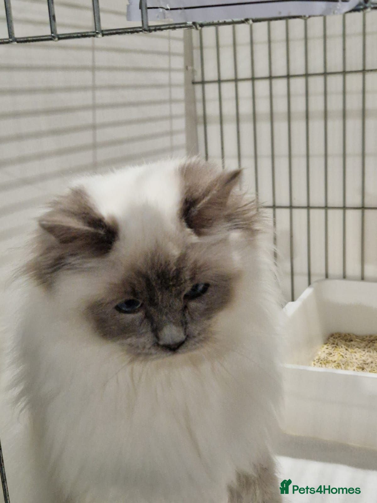 Ragdoll cats GCCF Registered Active Male - Advert 1