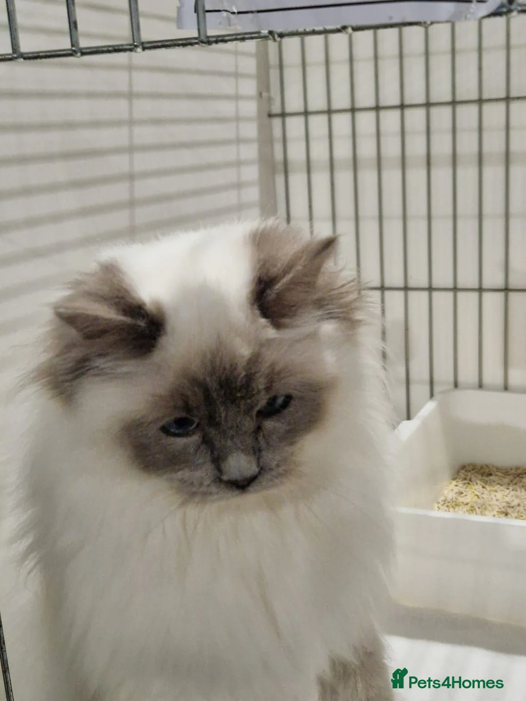 Ragdoll cats for sale: GCCF Registered Active Male - Advert 1
