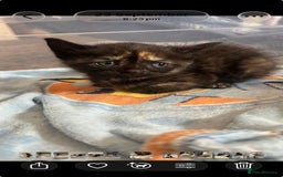 Mixed Breed cats for sale: British Shorthair X Kitten - Image 1