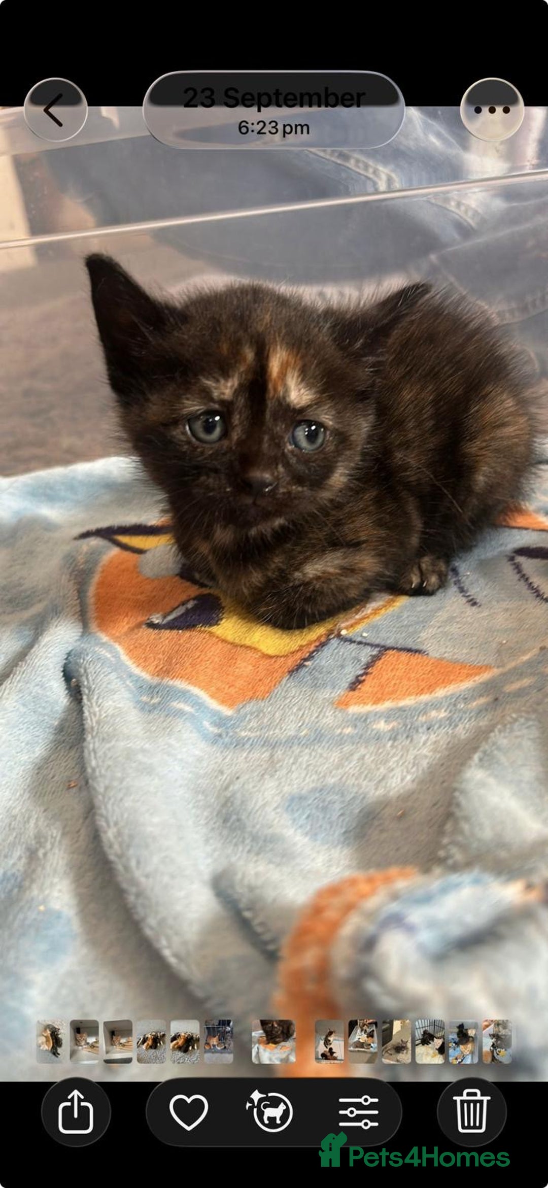 Mixed Breed cats for sale: British Shorthair X Kitten - Image 1