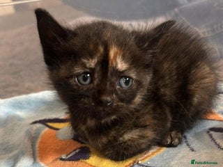 Mixed Breed cats - Advert 11
