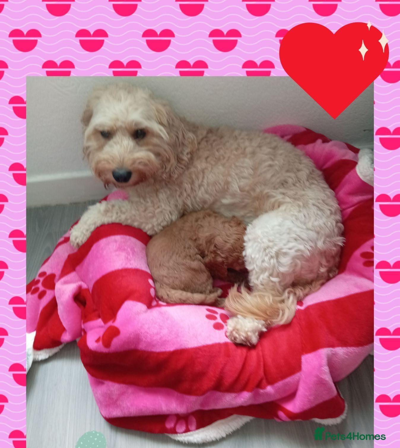 Cockapoo dogs 🐾 Beautiful F1b Cockapoo Pups 🐾  - Advert 14