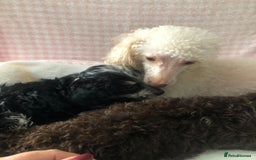 Miniature Poodle dogs for sale: ❤️🐶beautiful Merle miniature poodles girls🐶❤️ - Image 7