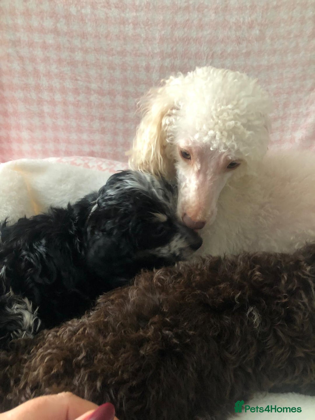 Miniature Poodle dogs for sale: ❤️🐶beautiful Merle miniature poodles girls🐶❤️ - Image 7