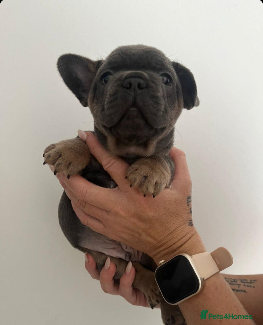 French Bulldog dogs for sale: Quality french bulldogs available to leave 🐾 - Image 26