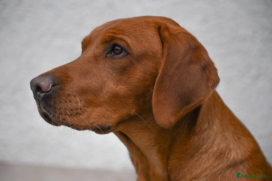 Labrador Retriever dogs for sale: Red fox labrador in Tranent - Advert 2