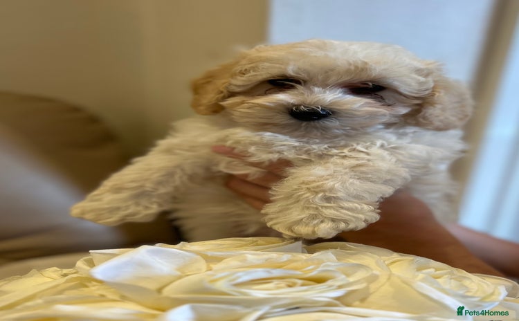 Maltipoo dogs - Advert 1