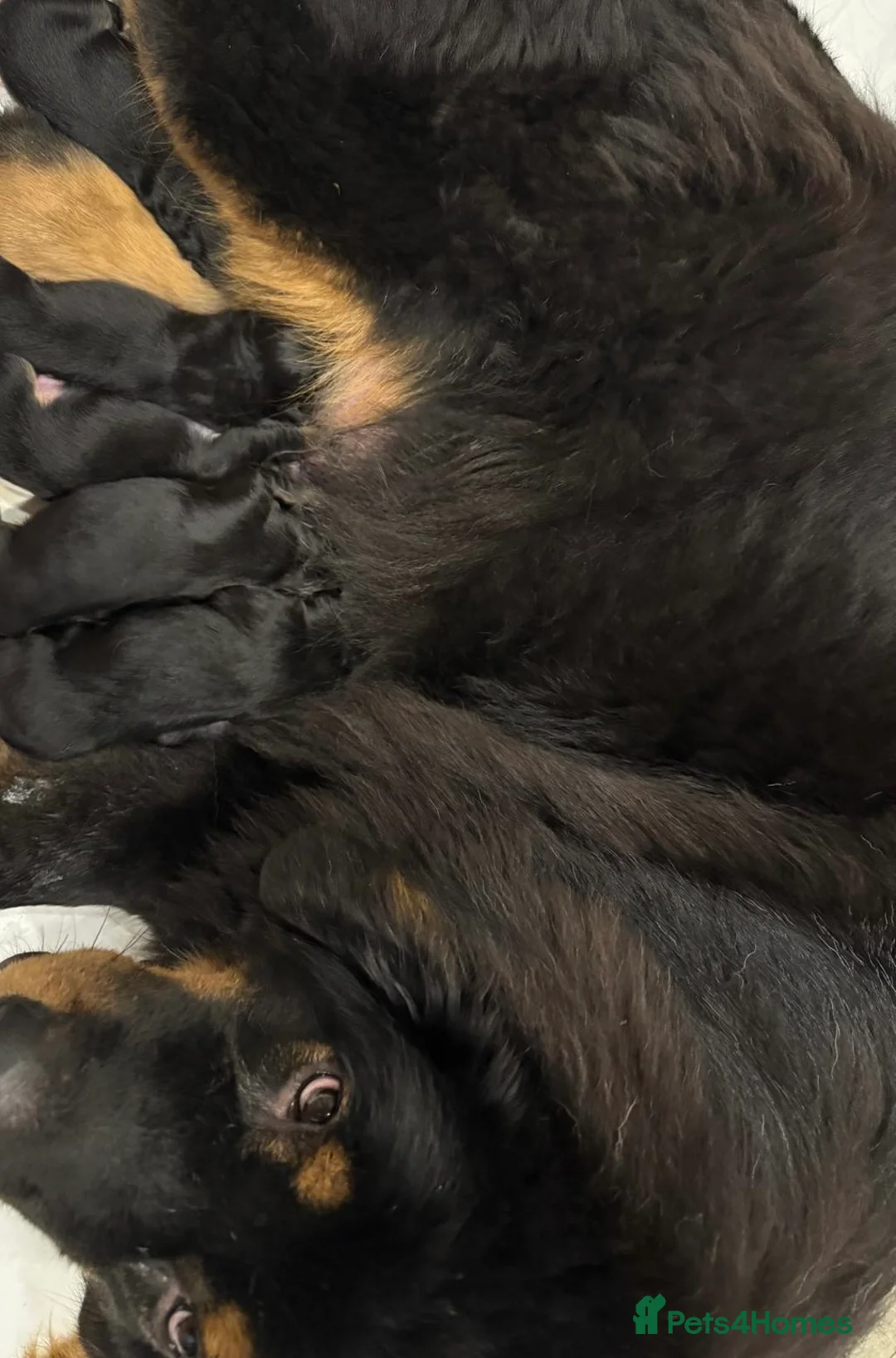 Tibetan Mastiff dogs for sale: Tibetan Mastiff Puppies - Champion bloodline  - Advert 2