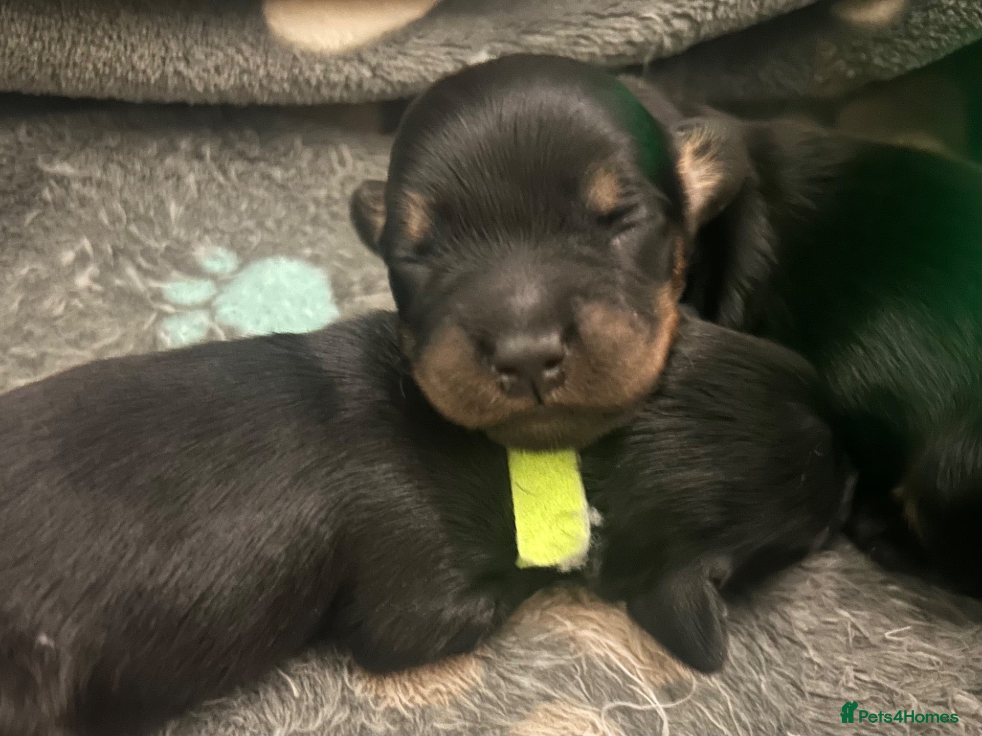 Mixed Breed dogs Doxiflo Dachshund x floodle mix  - Advert 19