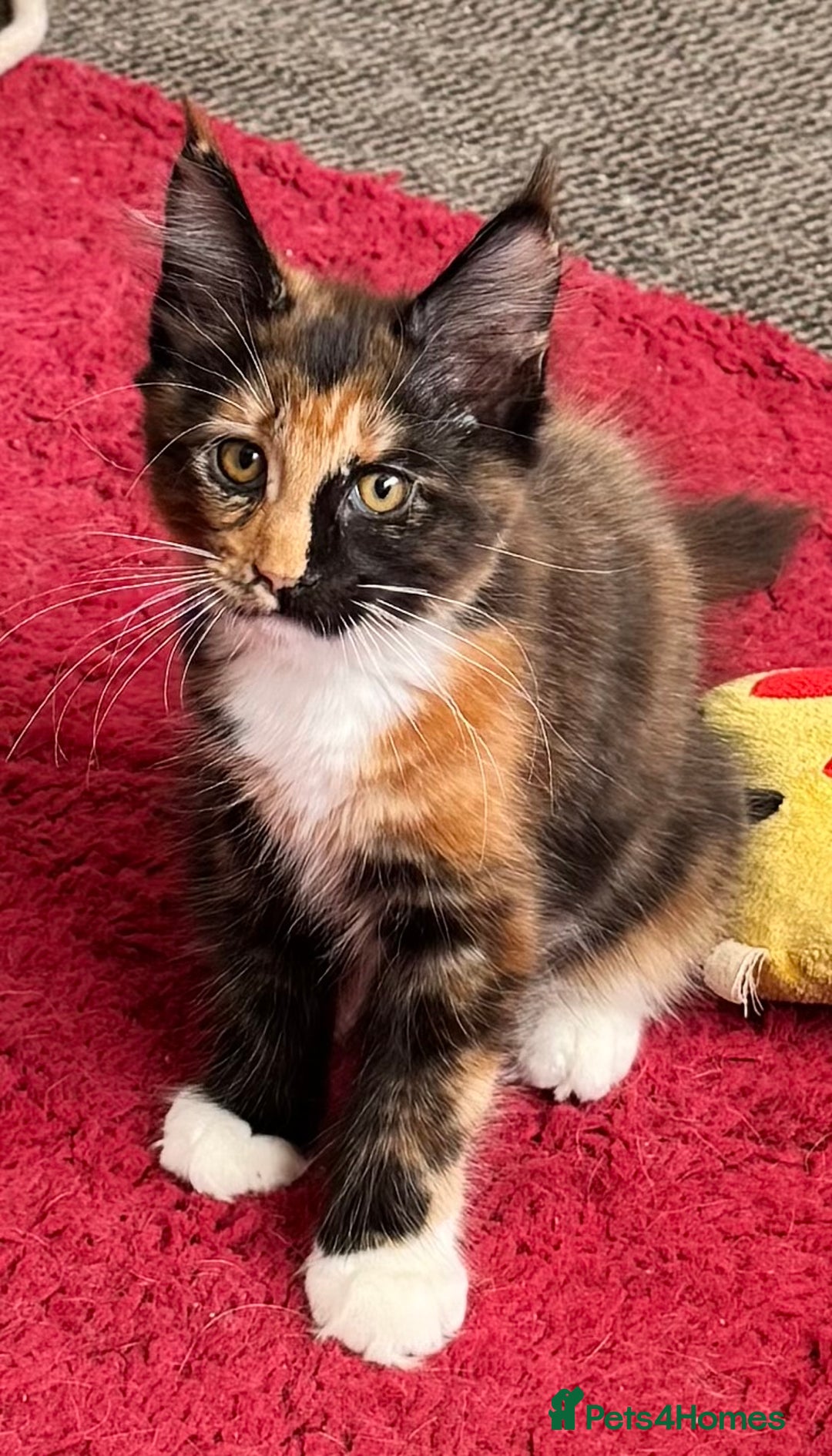 Maine Coon cats for sale: READY NOW! PEDIGREE MAINE COON GIRL  - Advert 3