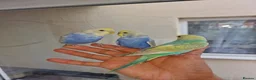 Budgerigars birds for sale: Super hand tamed baby budgies for sale  - Advert 6
