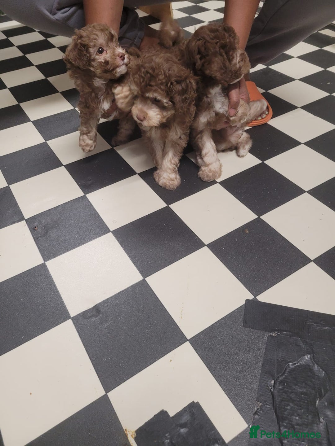 Toy Poodle dogs for sale: Asian toy poodle  - Image 8