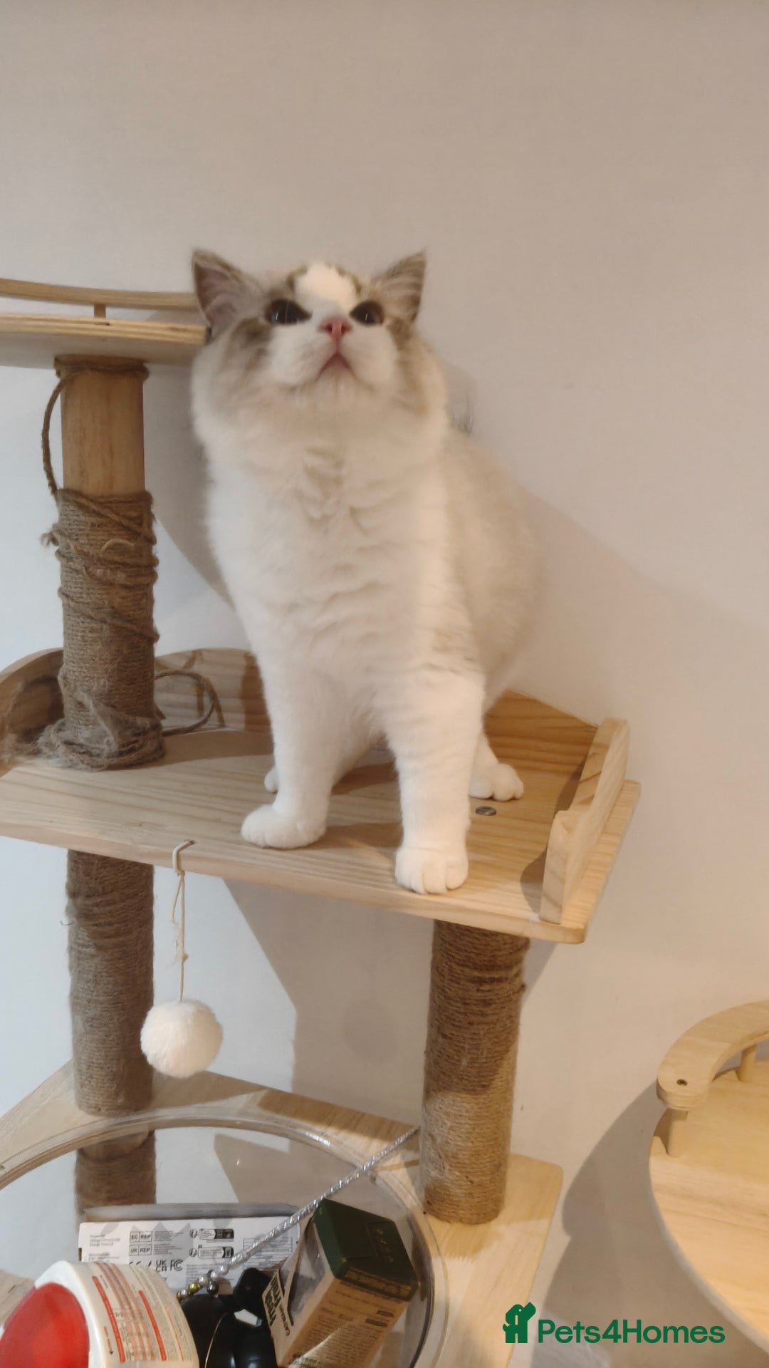 Ragdoll cats for sale: Gccf tica register kittens - Advert 18