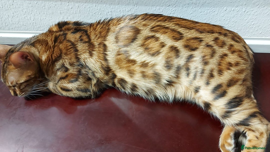 Bengal cats for stud: Stunning Male Bengal Stud 🌟TICA REGISTERED🌟 in Wolverhampton - Image 16