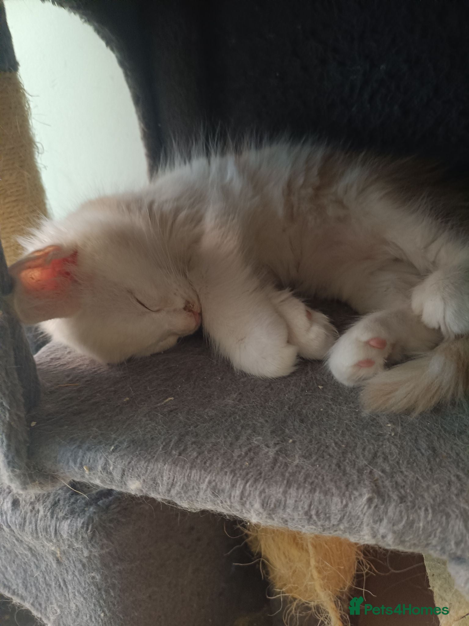 Maine Coon cats Stunning health tested, tica reg kittens 😍 - Advert 2