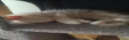 Maine Coon cats for sale: Stunning health tested, tica reg kittens 😍 - Advert 11