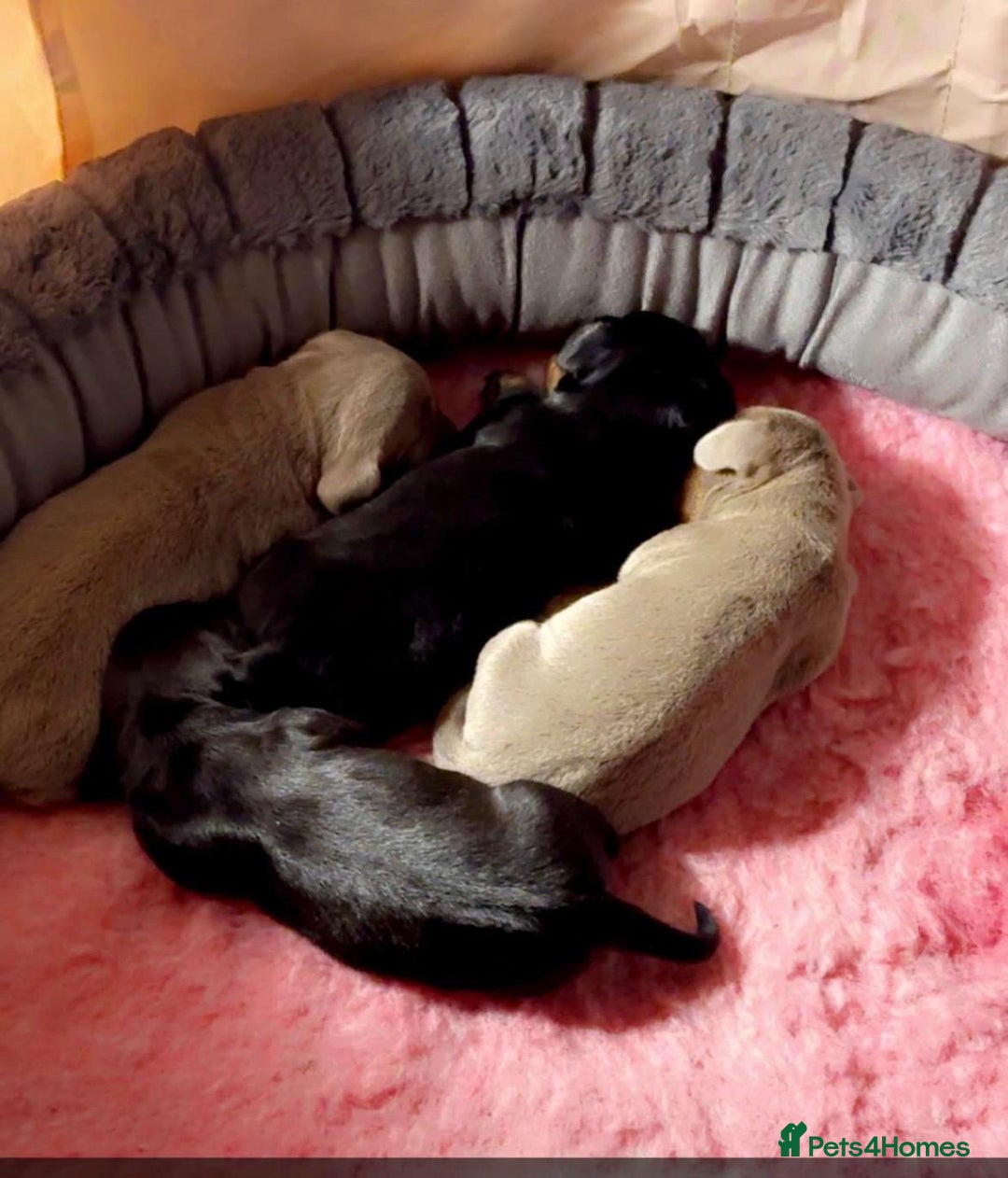 Miniature Dachshund dogs for sale: Miniature daschund  - Advert 6