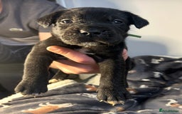 Mixed Breed dogs for sale: mastiff pups🐾 - Advert 16