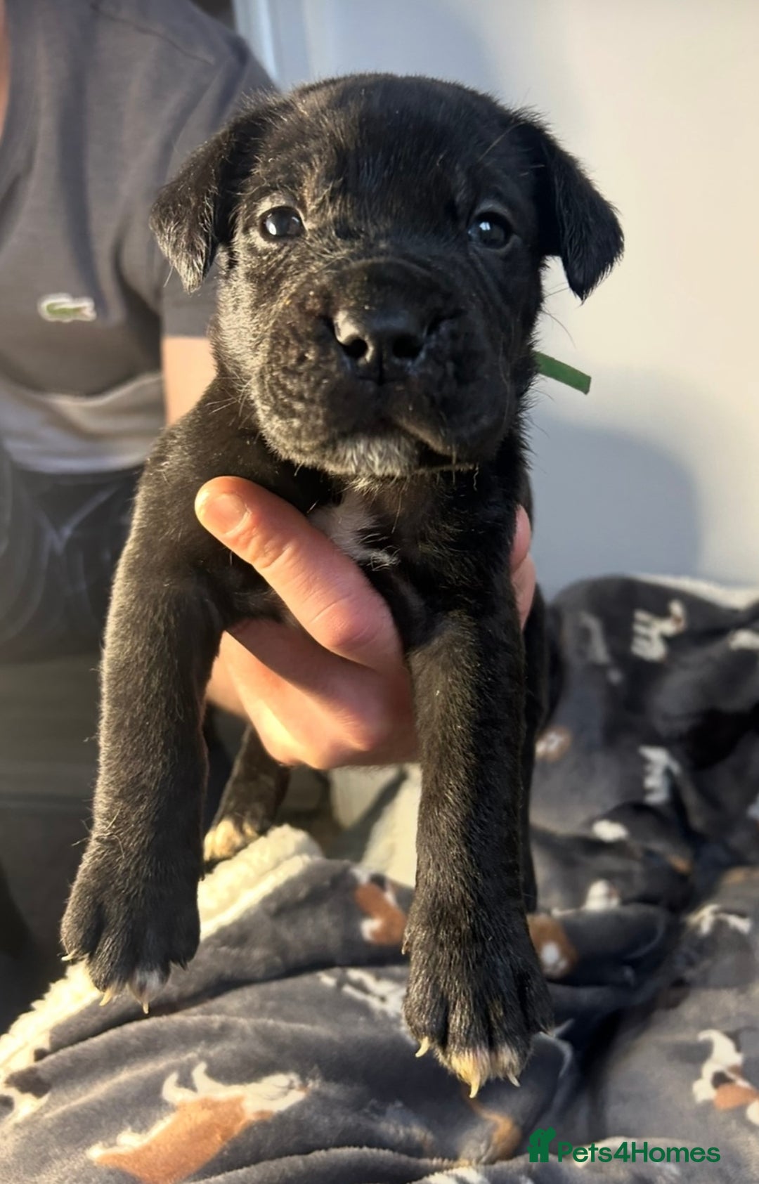 Mixed Breed dogs for sale: mastiff pups🐾 - Advert 16
